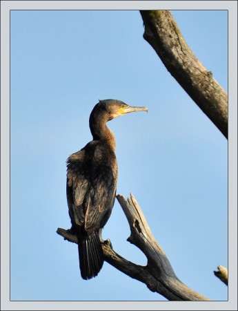 kormorán veľký Phalacrocorax carbo
